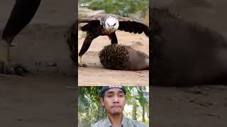 😳😲 animals wildlife shortsvideo viralvideo [upl. by Cleve]