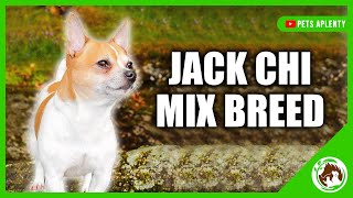 Uncover the Secrets of the Jack Chi The Jack Russell Terrier and Chihuahua Mix [upl. by Hausmann718]