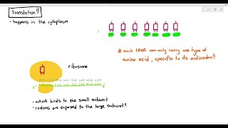 67 Protein Synthesis Translation Cambridge AS amp A Level Biology 9700 [upl. by Akemak]