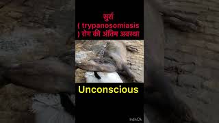 Trypanosomiasis l dr Umar khan [upl. by Al]