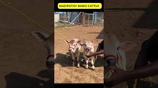 Nadipathy cow below 2 feet height cute life village farm trending youtube tiktok yt reel [upl. by Clement]