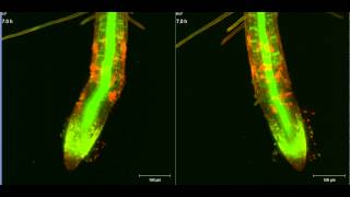 ZEISS Lightsheet Z1 Arabidopsis root growth [upl. by Lindemann]