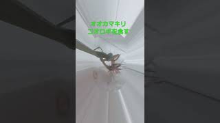 オオカマキリ コオロギ食べるよ 昆虫 オオカマキリ コオロギ insects shorts [upl. by Cutty]