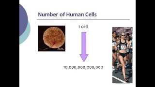 BI177 Chapter 15 Cell Cycle Mitosis and Meiosis  Part 1 of 4 [upl. by Eimam]