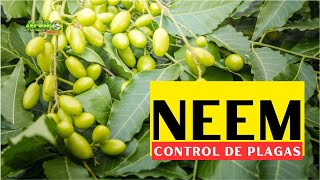 NEEM  NIM INSECTICIDA ORGÁNICO PARA CONTROL DE PLAGAS [upl. by Meelak]