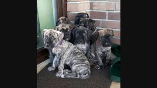 Cute Dogo Canario Puppies Süße Spanische Doggen Hundewelpen 🏅 [upl. by Gnaoh]