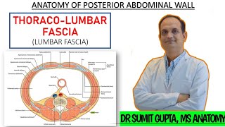 THORACOLUMBAR FASCIA  Anatomy [upl. by Ylatfen]