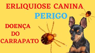 ERLIQUIOSE CANINA Entenda Agora Sobre a Doença [upl. by Fae]