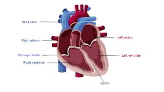 The Cardiac Cycle and Electrical Activity in the Heart A Level Biology [upl. by Princess]