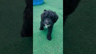 Sleepy mini Schnoodle puppies after a big playtime outside 7 week old schnoodles [upl. by Erialb]