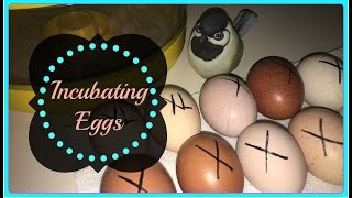 How To Incubate Chicken Eggs [upl. by Bennion697]