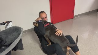 Stolen emotional support dog reunited with its owner [upl. by Yelkrab]