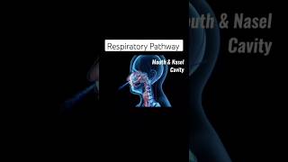 Respiratory Pathway  Respiratory System  nursingschoolstudents nursingschool [upl. by Mcintyre]