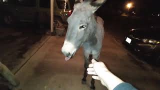 Donkey In My Shrek Voice Random Donkeys Shrek MiniHorse WildLife BigRiver [upl. by Bathsheb]