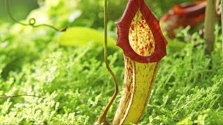 Carnivorous Plants  The Private Life of Plants  David Attenborough  Wildlife  BBC Studios [upl. by Norrag374]