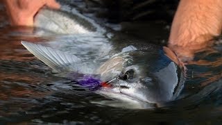 WINTER RUN by Todd Moen  Pacific Northwest Winter Steelhead Fly Fishing [upl. by Malkin265]