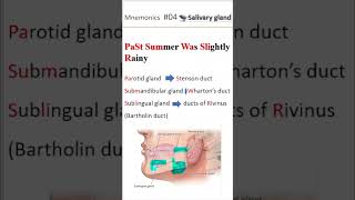 Ductal system of salivary gland shorts salivaryglands [upl. by Kooima]