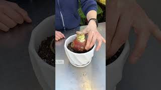 How to Plant Amaryllis Bulbs in 7 Easy Steps [upl. by Sualakcin]