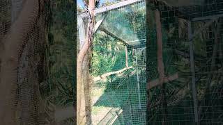 Membuat aviary miniaviary aviaryindonesia [upl. by Hindu]