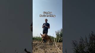 Gundog Training marked Retrieves with Fox Red Lab gundog dogtraining shorts labrador [upl. by Kirsti303]