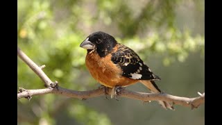 15 Am I hearing a Blackheaded Grosbeak or American Robin [upl. by Ramsey547]