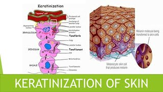 Keratinization of skin [upl. by Karin]