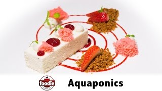 Epilimnion Aquaculture TampT  Foodie Nation Feature [upl. by Noiztneb]