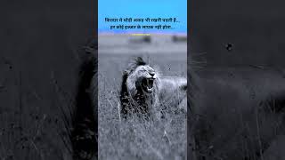 Lion status lion status for whatsapp lion status video lion status attitude lion lion shorts [upl. by Rettke761]