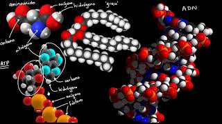 Bloques básicos de construcción de moléculas biológicas  Khan Academy en Español [upl. by Oeflein]