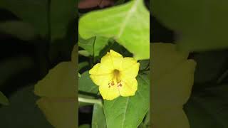 অপরূপা হলুদ সন্ধ্যামালতিMirabilis jalapa [upl. by Isnam]