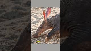 Aardvark Secrets You Never Knewaardvark wildlife fascinatingfacts [upl. by Saleme334]