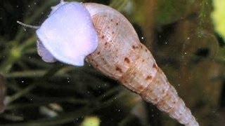 Aquarium Critter Info 2 Malaysian Trumpet Snail Melanoides tuberculata [upl. by Koser802]