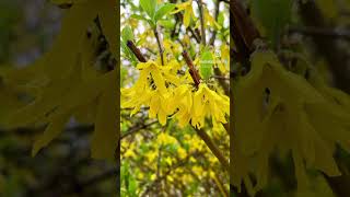 The Significance of Forsythia Blooms A Herald of Spring [upl. by Gabbi]