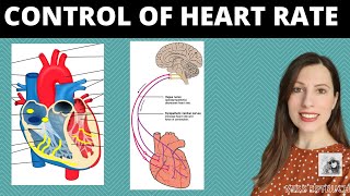 Control of heart rate Role of SAN amp AVN in the cardiac cycle Parasympathetic amp sympathetic nerves [upl. by Otrebide758]