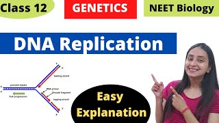 DNA Replication  Molecular Basis of Inheritance  Class 12 Genetics [upl. by Etnohs]