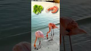 How Flamingos Actually Get Pink 👀🤔🔥 [upl. by Gent]