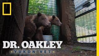 Orphaned Bear Cubs Get a Second Chance  Dr Oakley Yukon Vet [upl. by Venu]