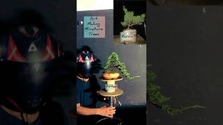 How to make Juniper Bonsai bonsai bonsaiideas [upl. by Cutcheon]