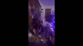 Unknown vocal at start of video Also unknown dog growl Our dog clearly didnt growl [upl. by Sevart]