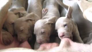 Closeup weimaraner puppies drinking [upl. by Aynekal]