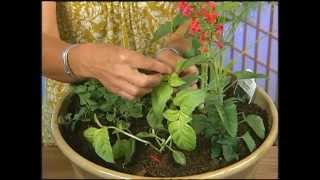 Desert Gardening Herbs with Carol Stuttard [upl. by Simonetta256]