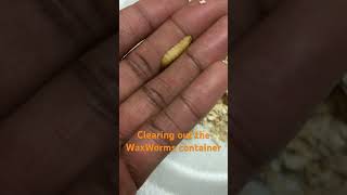 Clearing out the WaxWorms container [upl. by Abrahan305]