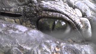 Crocodile nictitating membrane with slow motion [upl. by Luna]