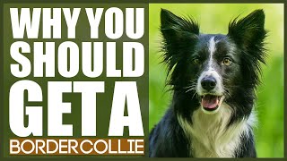 BORDER COLLIE 5 Reasons Why YOU SHOULD Get A Border Collie [upl. by Jaco]