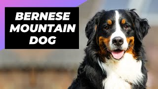 Bernese Mountain Dog 🐶 The Giant amp Fluffiest Mountain Dog [upl. by Haroppizt643]