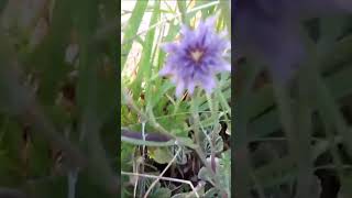 SALSIFY GROWING IN MY GARDEN A GREAT FOOD [upl. by Lyrret]