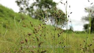 Wildflowers flourish in abundance near Darna Backwaters [upl. by Yadnus285]