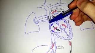 Fetal Circulation  Embryology [upl. by Akemehc]