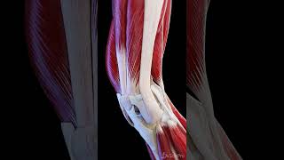 Muscles and ligaments of the moving knee joint anatomy meded 3dmodel [upl. by Garnette]