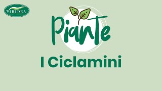 I CICLAMINI [upl. by Ama]